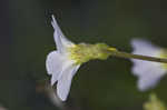 Southern butterwort